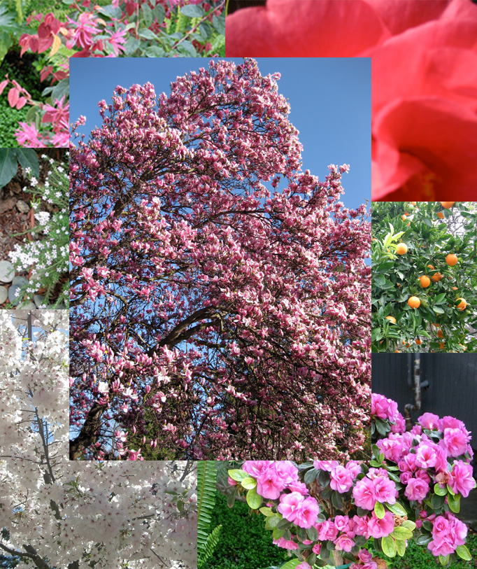 spring in Ginkgo Glen