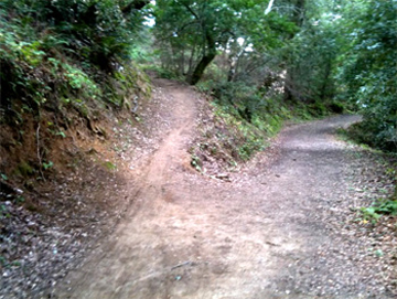 The Ancient Oaks trail branches off to the left