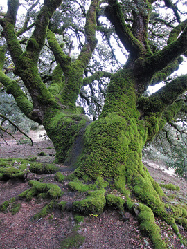 An ancient oak